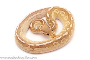 Baby Ball Python for sale