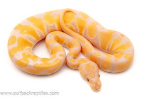 Lavender Albino ball python for sale