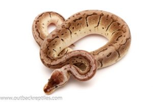 VPI Axanthic Ball Python for sale