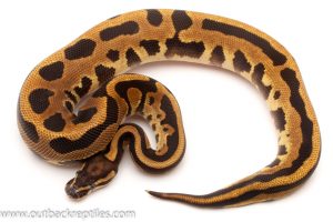 Fire Leopard ball python for sale