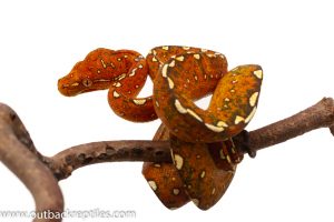 Chondros for sale