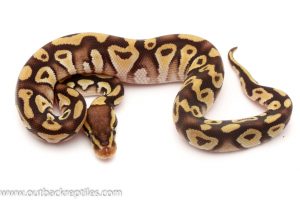 Pastave Ball Pythons for sale