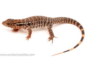 Tegu for sale