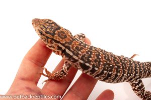 Tegu for sale