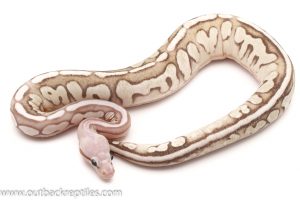 Scaleless Ball Python for sale