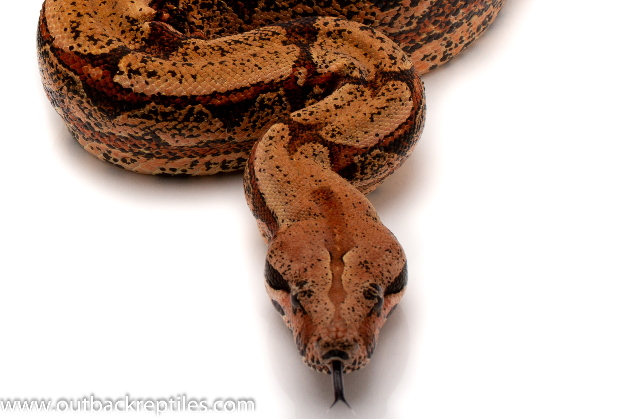 Outback Reptiles Live Reptiles for Sale! Outback Reptiles