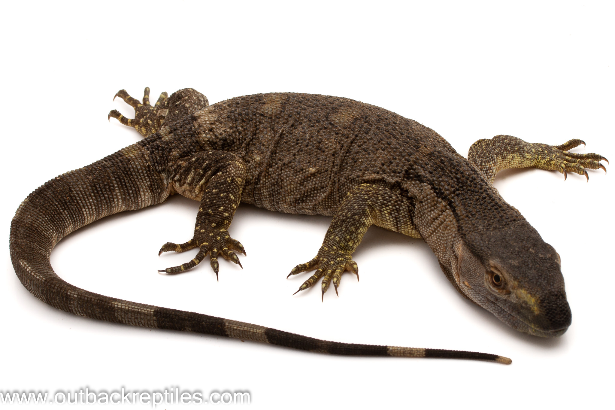 Black Throat Monitor  Large Baby  Outback Reptiles