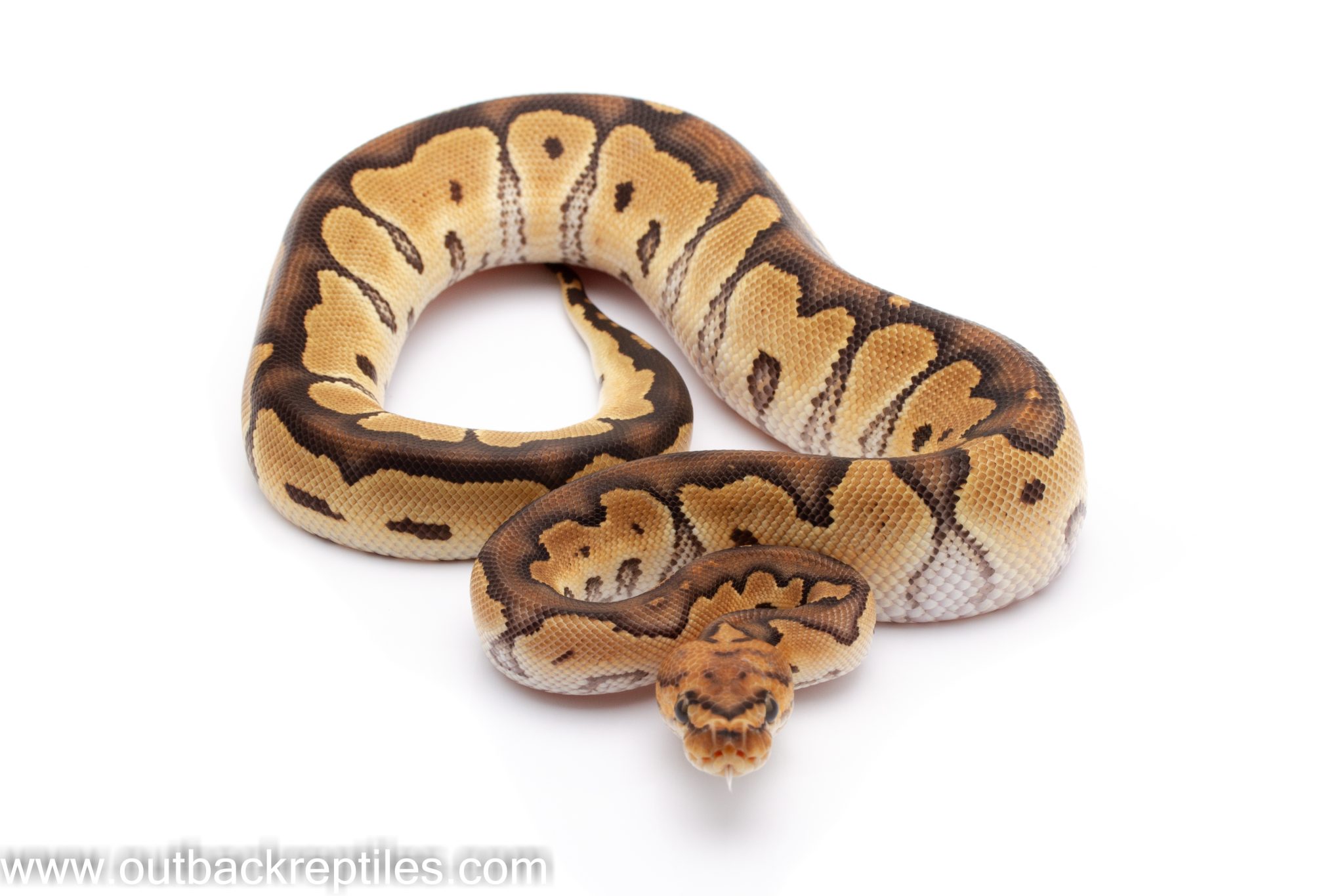 Ball Pythons for Sale Outback Reptiles