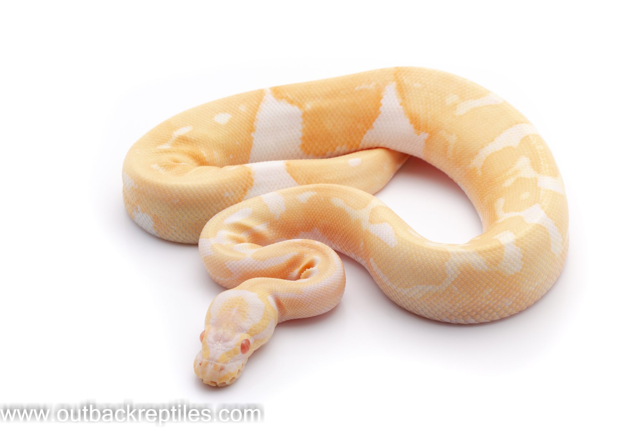 Ball Pythons 61 Of 136 Outback Reptiles