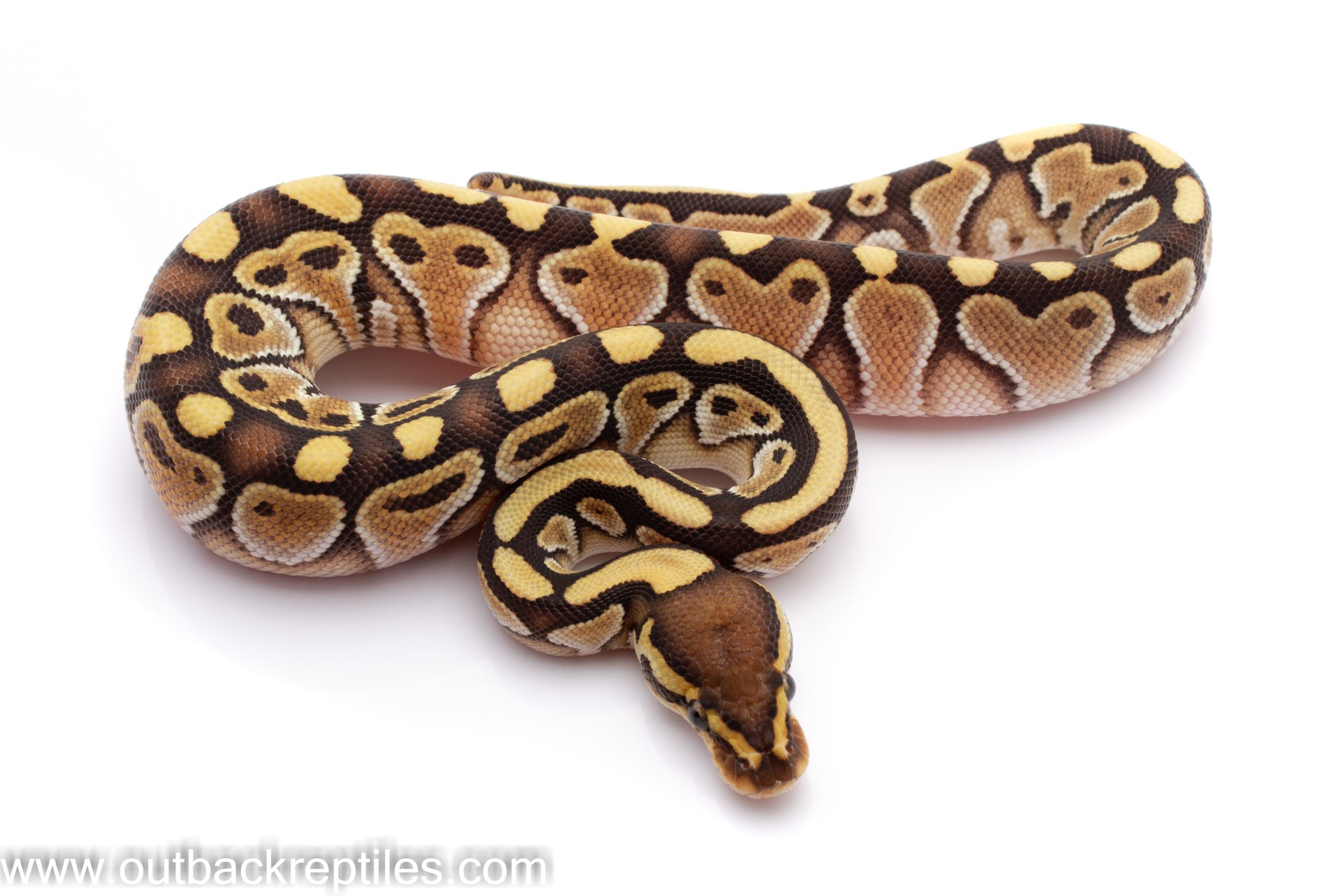 Ball Pythons (80 of 136) Outback Reptiles