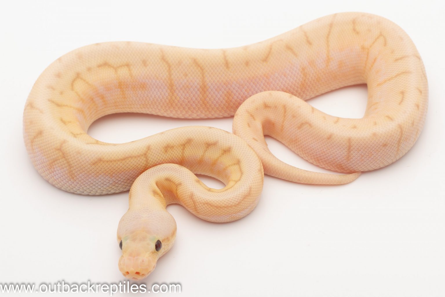 Ball Pythons for Sale Outback Reptiles