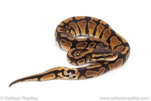 Africa Import Dinker Ball Python for sale