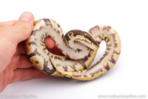 Africa Import Dinker Ball Python for sale