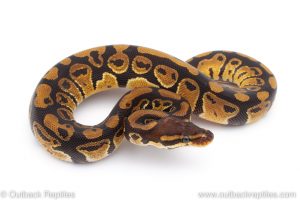 Africa Import Dinker Ball Python for sale