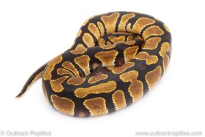 Africa Import Dinker Ball Python for sale