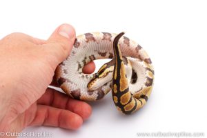 Africa Import Dinker Ball Python for sale