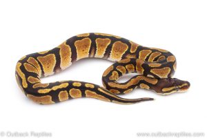 Africa Import Dinker Ball Python for sale