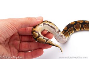 Africa Import Dinker Ball Python for sale