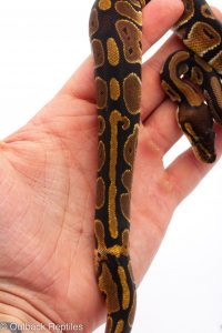 Africa Import Dinker Ball Python for sale