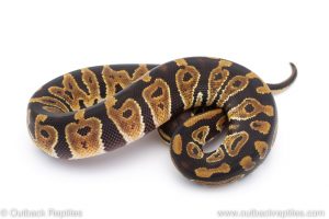 Africa Import Dinker Ball Python for sale