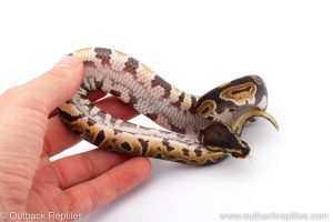 Africa Import Dinker Ball Python for sale