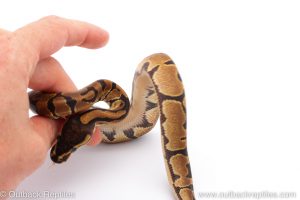 Africa Import Dinker Ball Python for sale