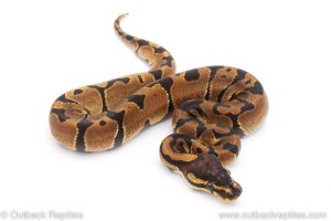 Africa Import Dinker Ball Python for sale