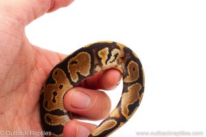 Africa Import Dinker Ball Python for sale