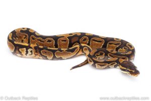 Africa Import Dinker Ball Python for sale