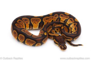 Africa Import Dinker Ball Python for sale