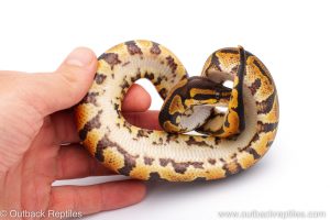 Africa Import Dinker Ball Python for sale