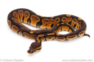 Africa Import Dinker Ball Python for sale