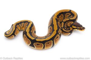 Africa Import Dinker Ball Python for sale