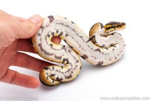 Africa Import Dinker Ball Python for sale