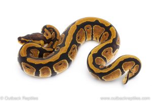 Africa Import Dinker Ball Python for sale