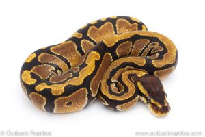 Africa Import Dinker Ball Python for sale