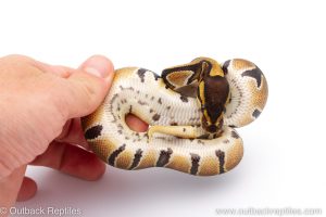 Africa Import Dinker Ball Python for sale