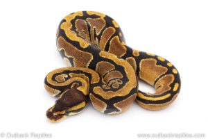 Africa Import Dinker Ball Python for sale