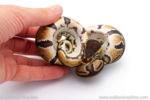 Africa Import Dinker Ball Python for sale