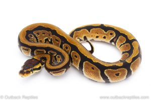 Africa Import Dinker Ball Python for sale