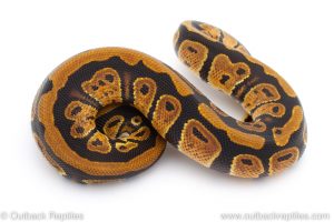 Africa Import Dinker Ball Python for sale