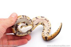 Africa Import Dinker Ball Python for sale