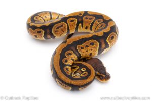 Africa Import Dinker Ball Python for sale