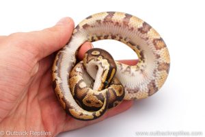 Africa Import Dinker Ball Python for sale