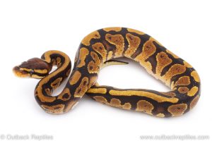 Africa Import Dinker Ball Python for sale