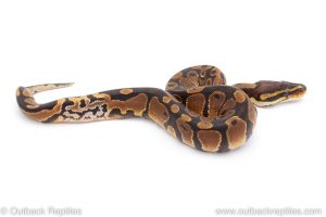 Africa Import Dinker Ball Python for sale