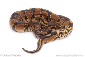 Africa Import Dinker Ball Python for sale