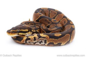 Africa Import Dinker Ball Python for sale