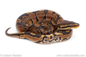 Africa Import Dinker Ball Python for sale