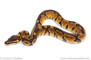 Africa Import Dinker Ball Python for sale